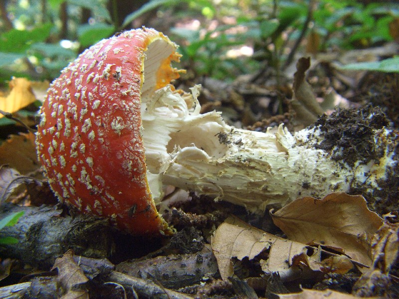 � sufficiente......